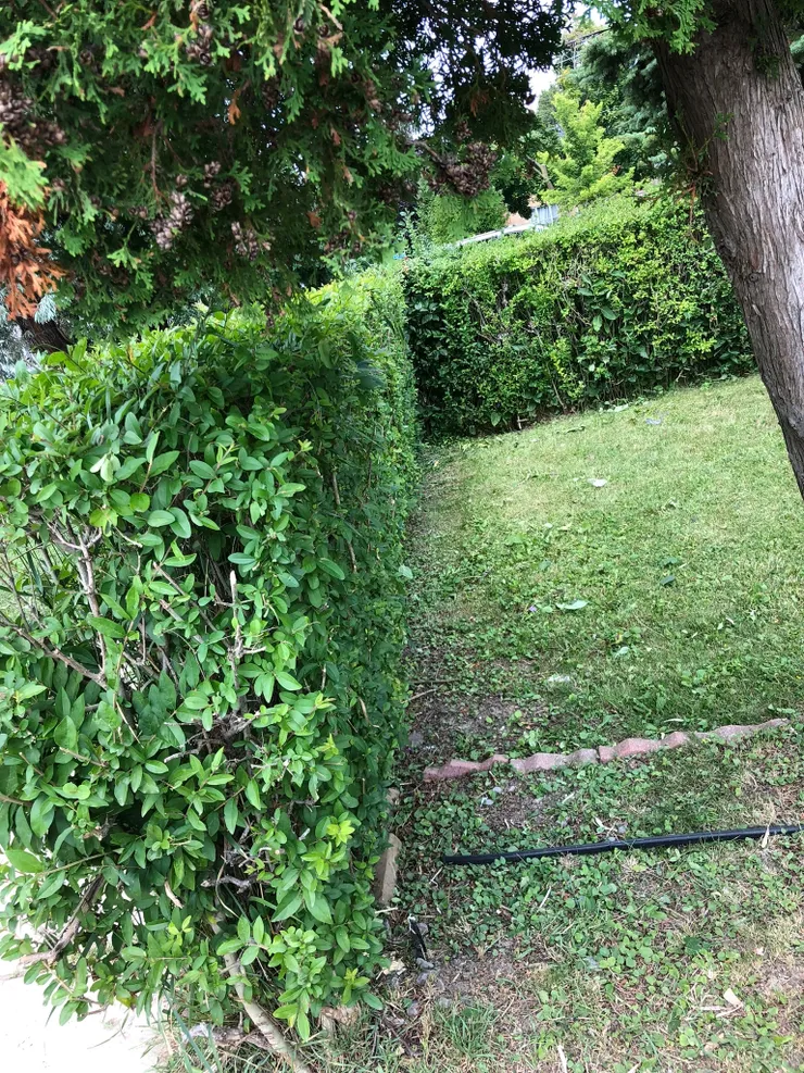 Hedge and edge lawn cleanup