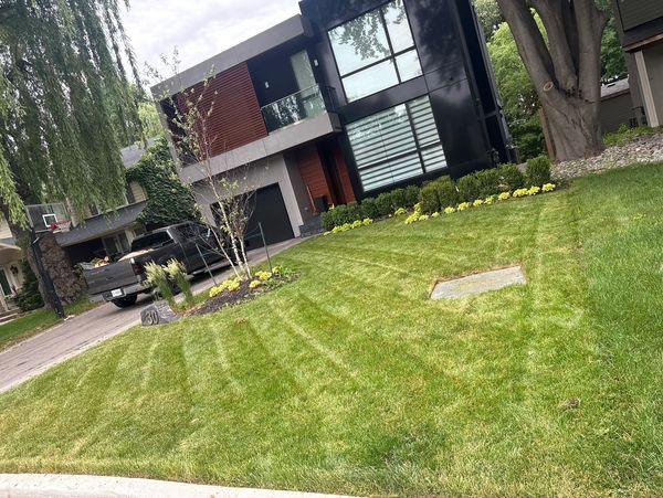 Mowed lawn with landscaping