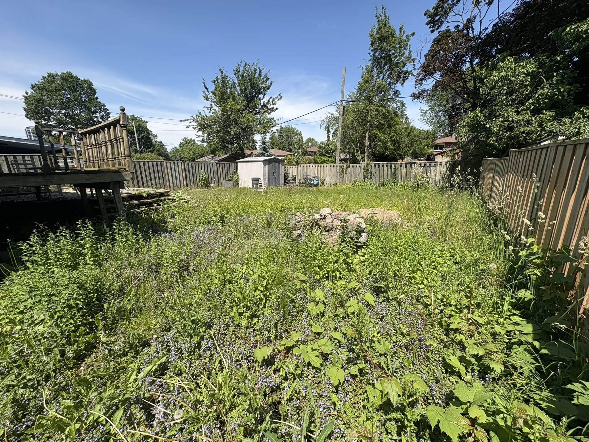 Overgrown lawn before mowing