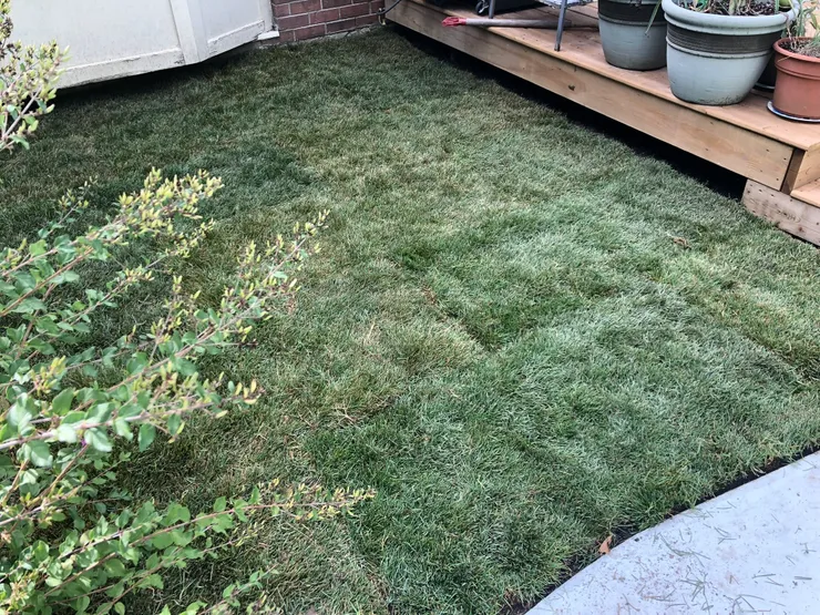 Sod installation in progress